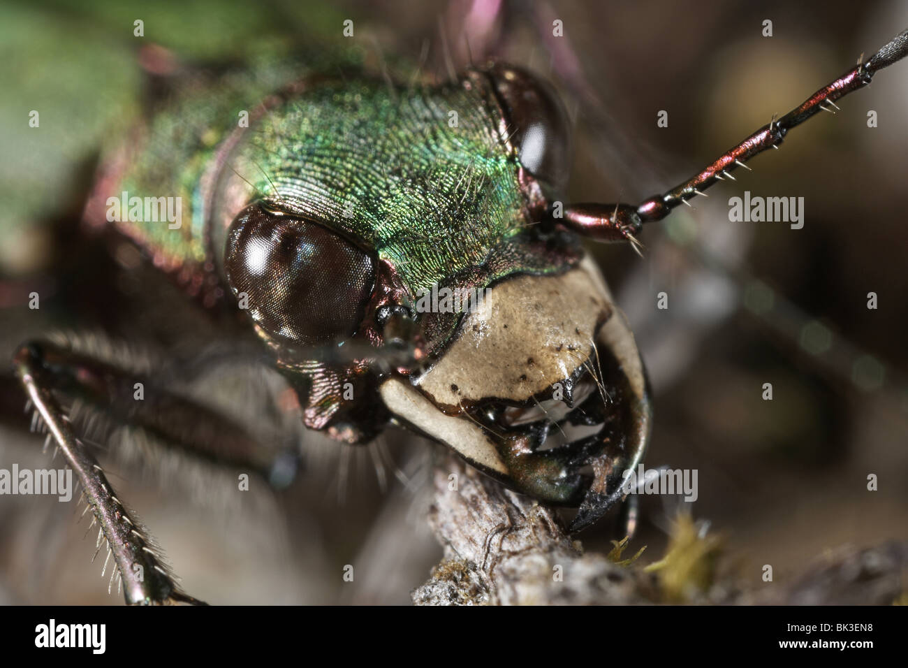 Green Tiger Beetle, Cicindela campestris e potenti mandibole Foto Stock