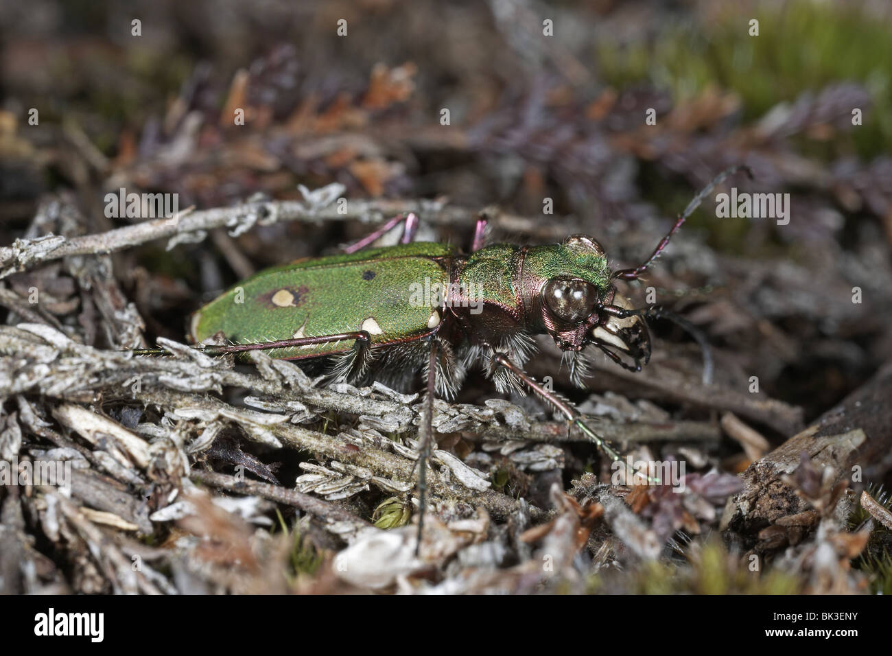Green Tiger Beetle, Cicindela campestris e potenti mandibole Foto Stock