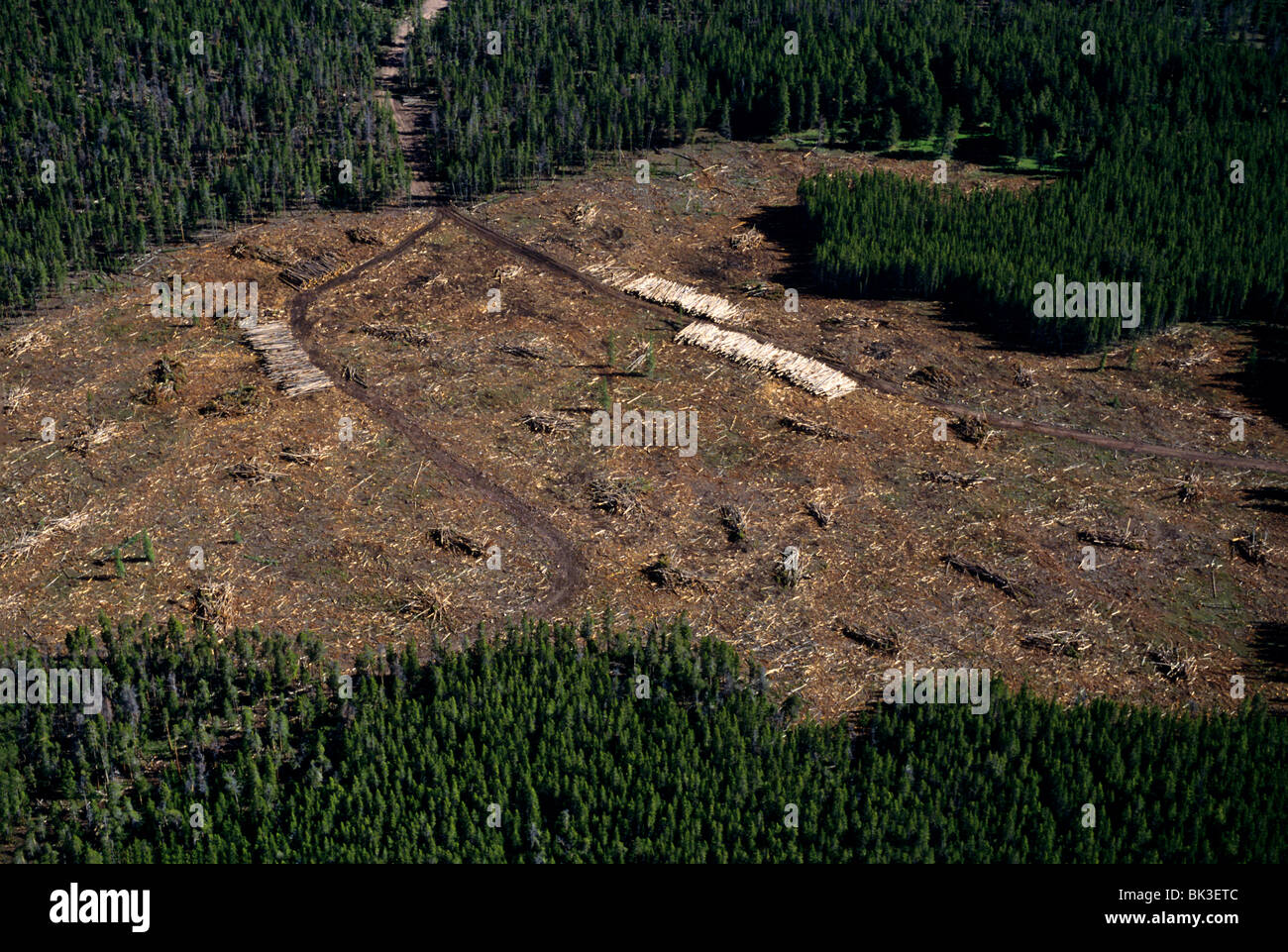Vista aerea del clearcuts sul versante nord dei Monti Uinta in Ashley National Forest, Utah. Foto Stock