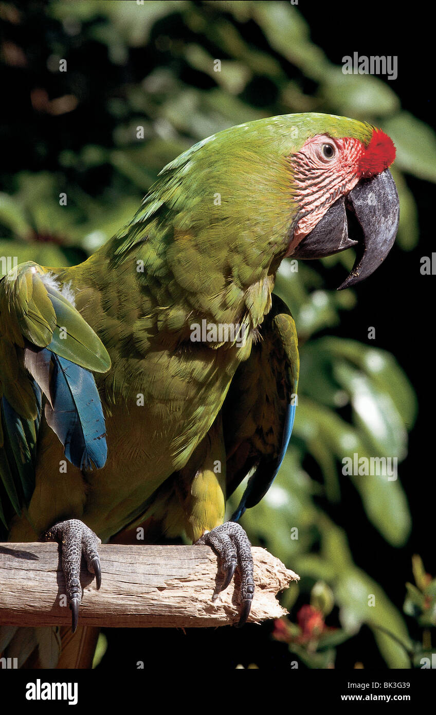 Great Green Macaw (Ara ambiguus) a Sarasota, Florida, Stati Uniti Foto Stock