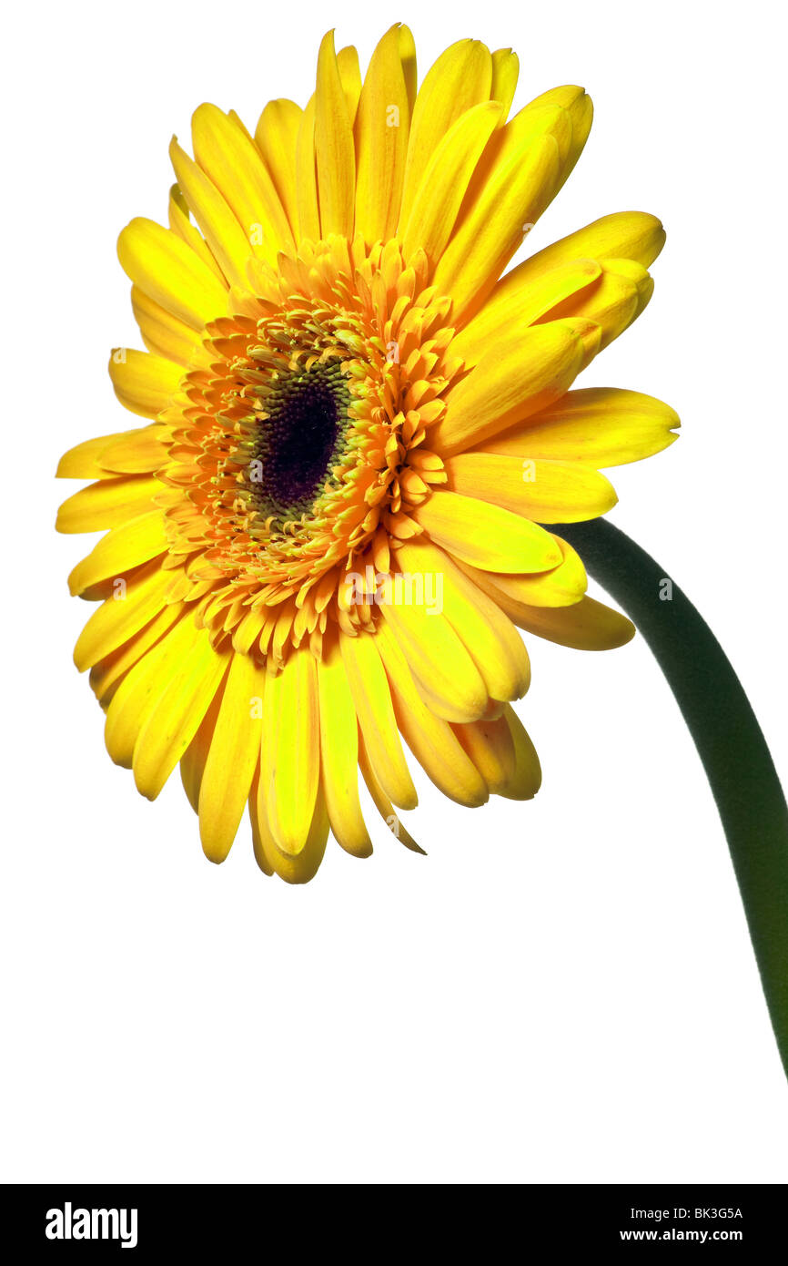 Daisy giallo isolato su un puro sfondo bianco Foto Stock