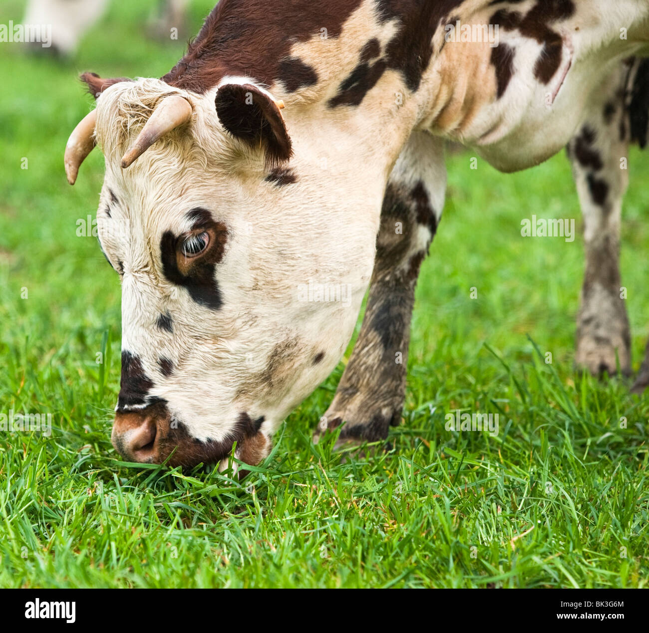 Normande mucca pascolare in un campo in Francia Foto Stock