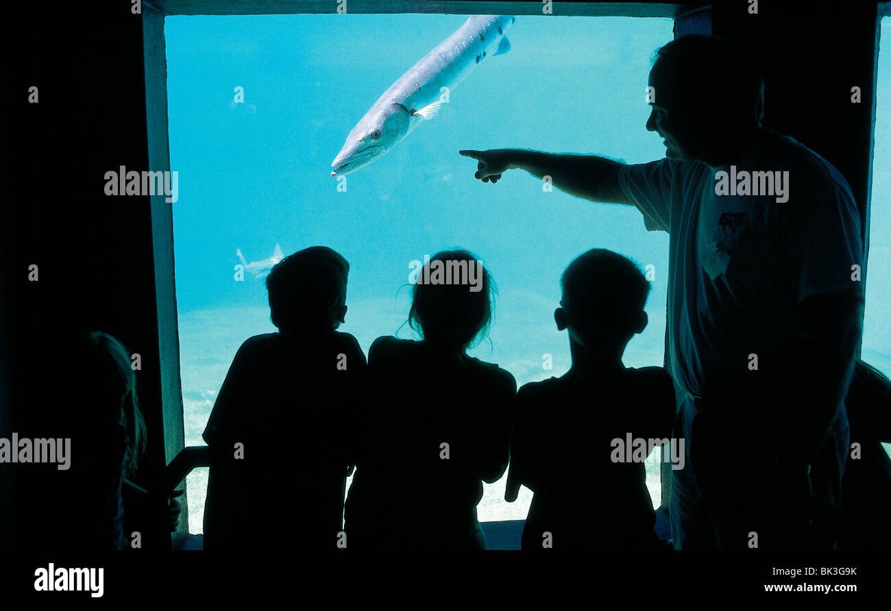 Bambini e adulti di guardare un barracuda a mote Aquarium, Sarasota, Florida Foto Stock