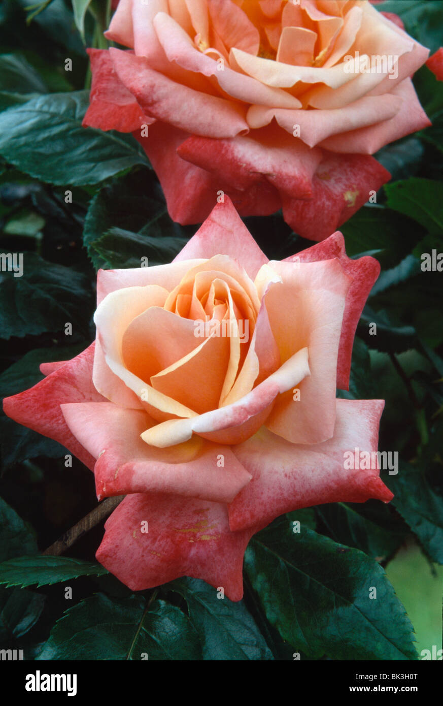 Close up di un bi-color pesca grande rose. Foto Stock