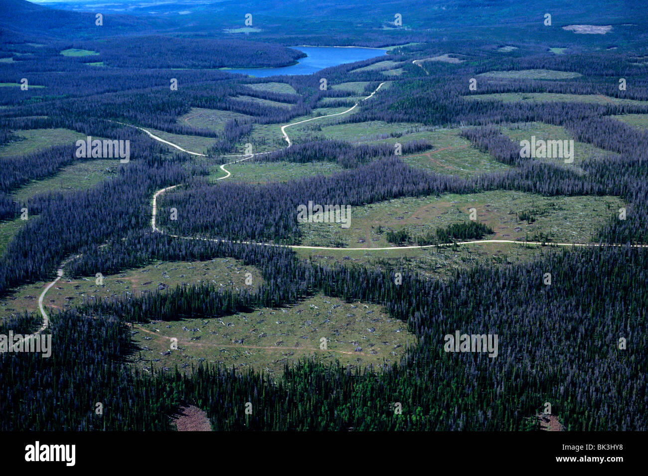 Vista aerea del clearcuts intorno al parco est serbatoio a sud della cresta Uinta in Ashley National Forest, Utah. Foto Stock