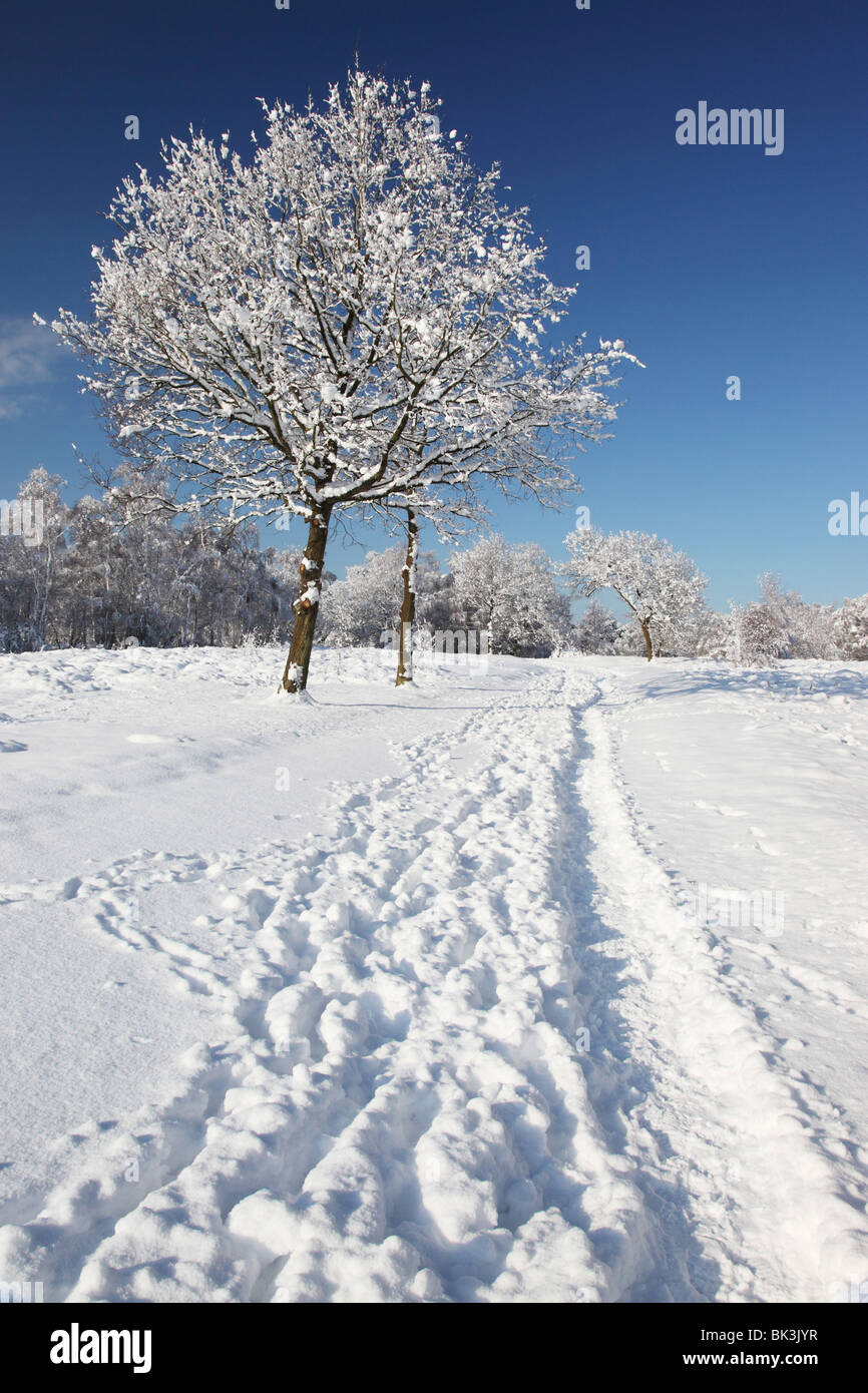 Coperta di neve di alberi in Surrey brughiera, con tracce nella neve. Foto Stock
