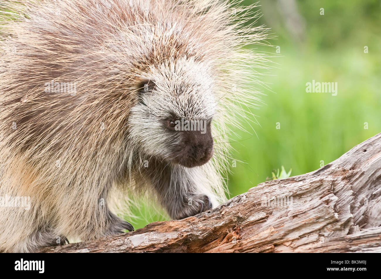 Maschio adulto North American istrice, Erethizon dorsatum, Minnesota, Stati Uniti d'America Foto Stock