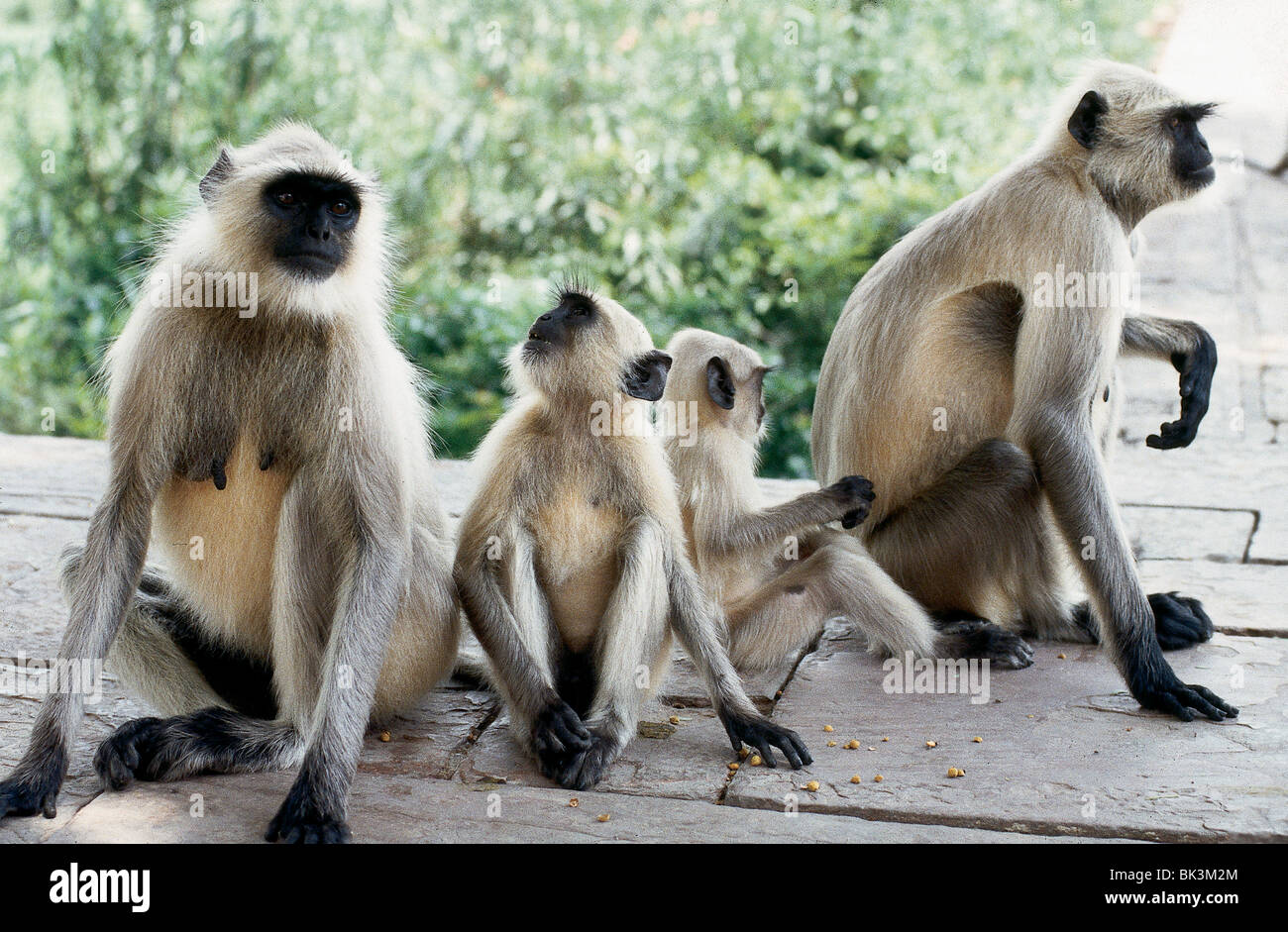 Una famiglia di scimmie Hanuman langur (Presbytis entellus), India Foto Stock