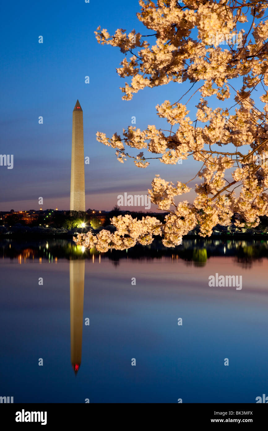 Dawn al bacino di marea con la fioritura dei ciliegi e il Monumento a Washington Washington DC USA Foto Stock