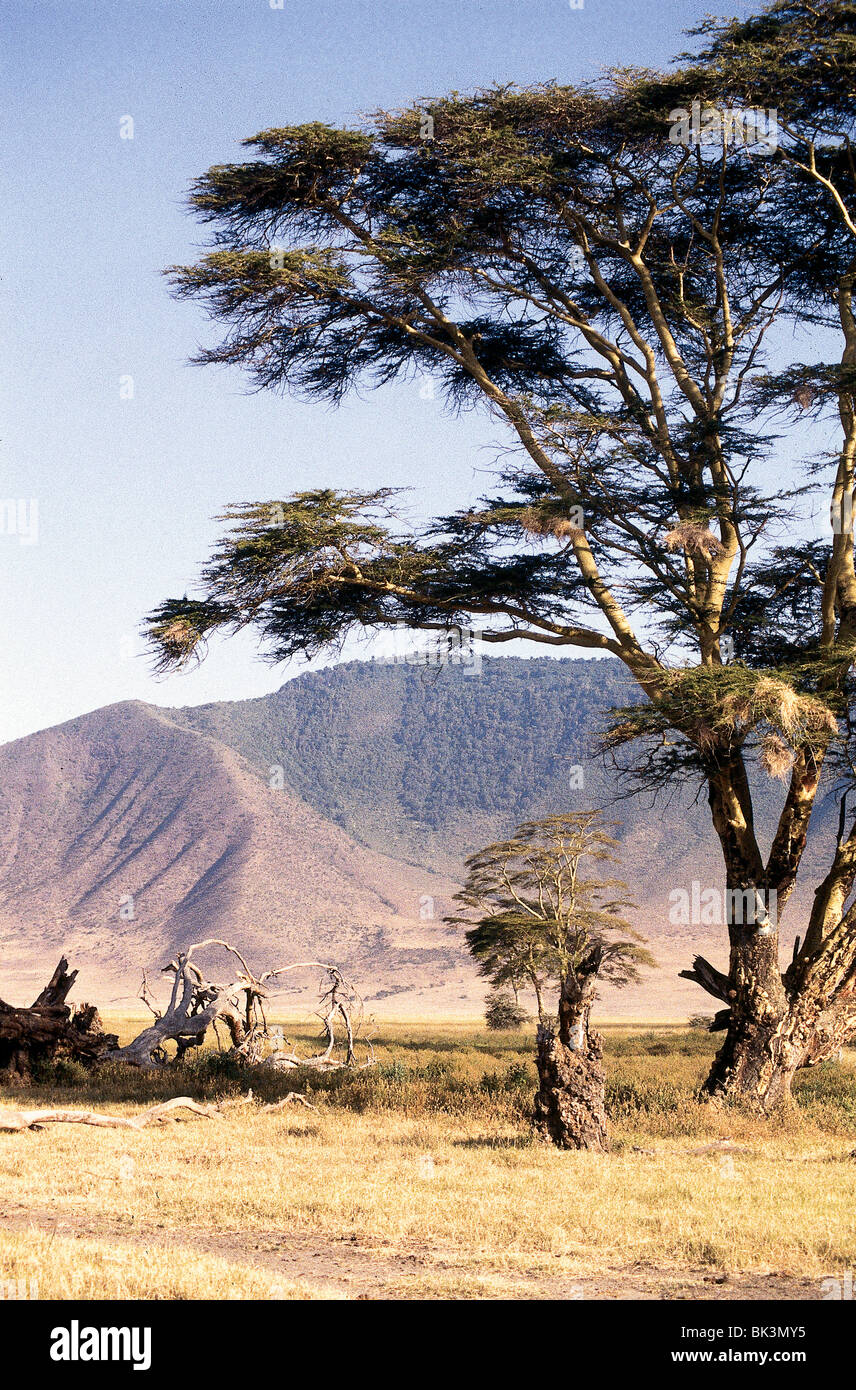 Paesaggio di praterie con alberi e montagne nella zona di conservazione di Ngorongoro in Tanzania, Africa orientale Foto Stock