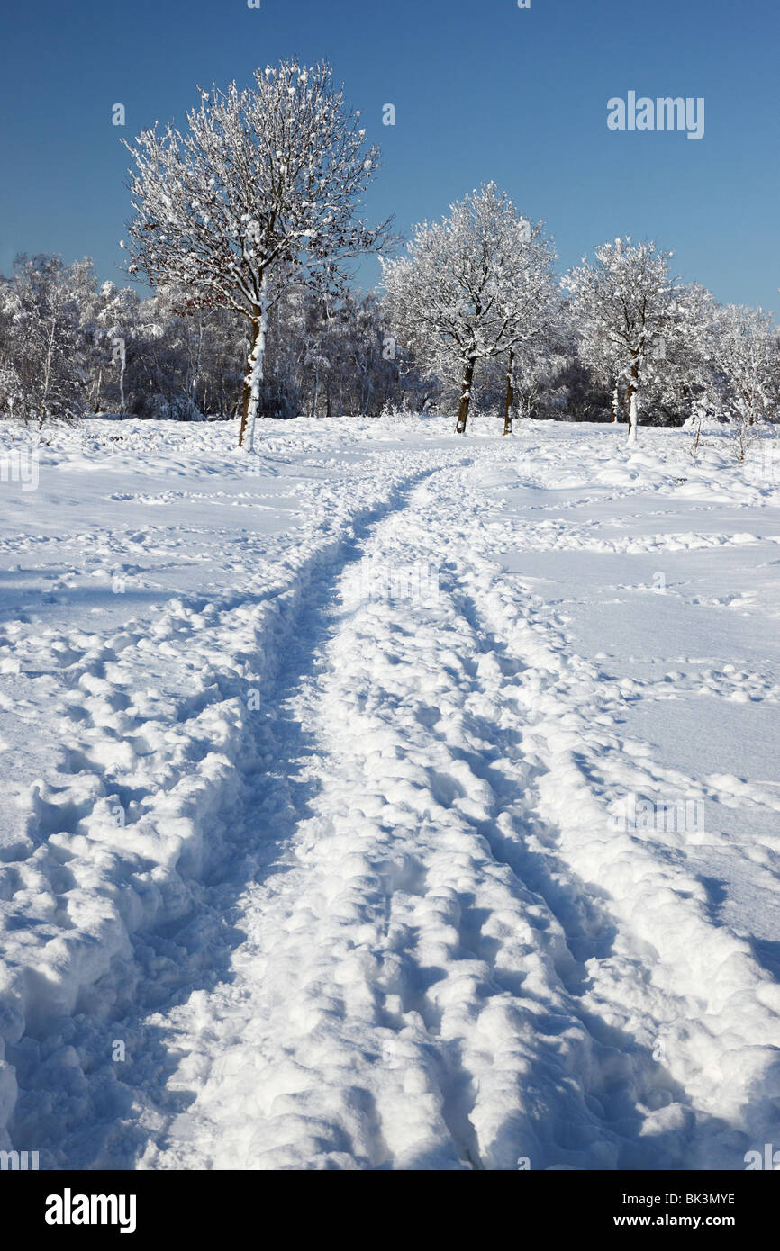 Coperta di neve di alberi in Surrey brughiera con le tracce nella neve. Foto Stock