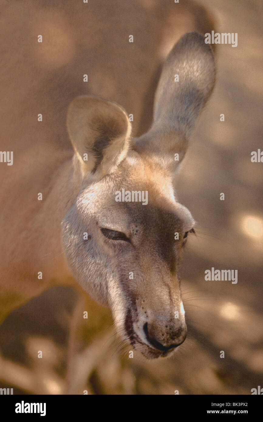 Fuoco selettivo della testa di un canguro con orecchie lunghe , Australia Foto Stock