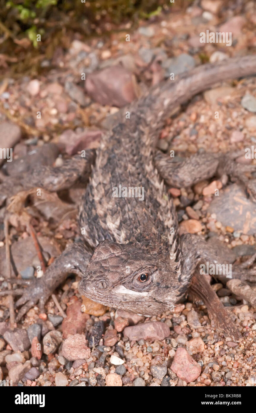 Texas lucertola spinosa, Sceloporus olivaceus, nativo di Texas, in Oklahoma e nel nordest del Messico Foto Stock