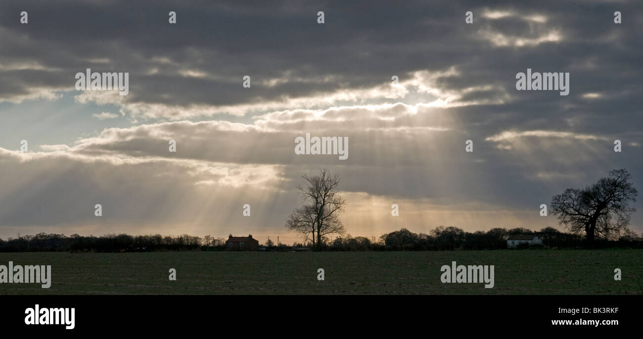 Alberi di luce del sole Vale of York Foto Stock