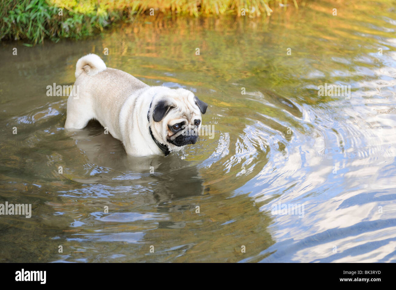 Pug dog giocando nel lago Foto Stock