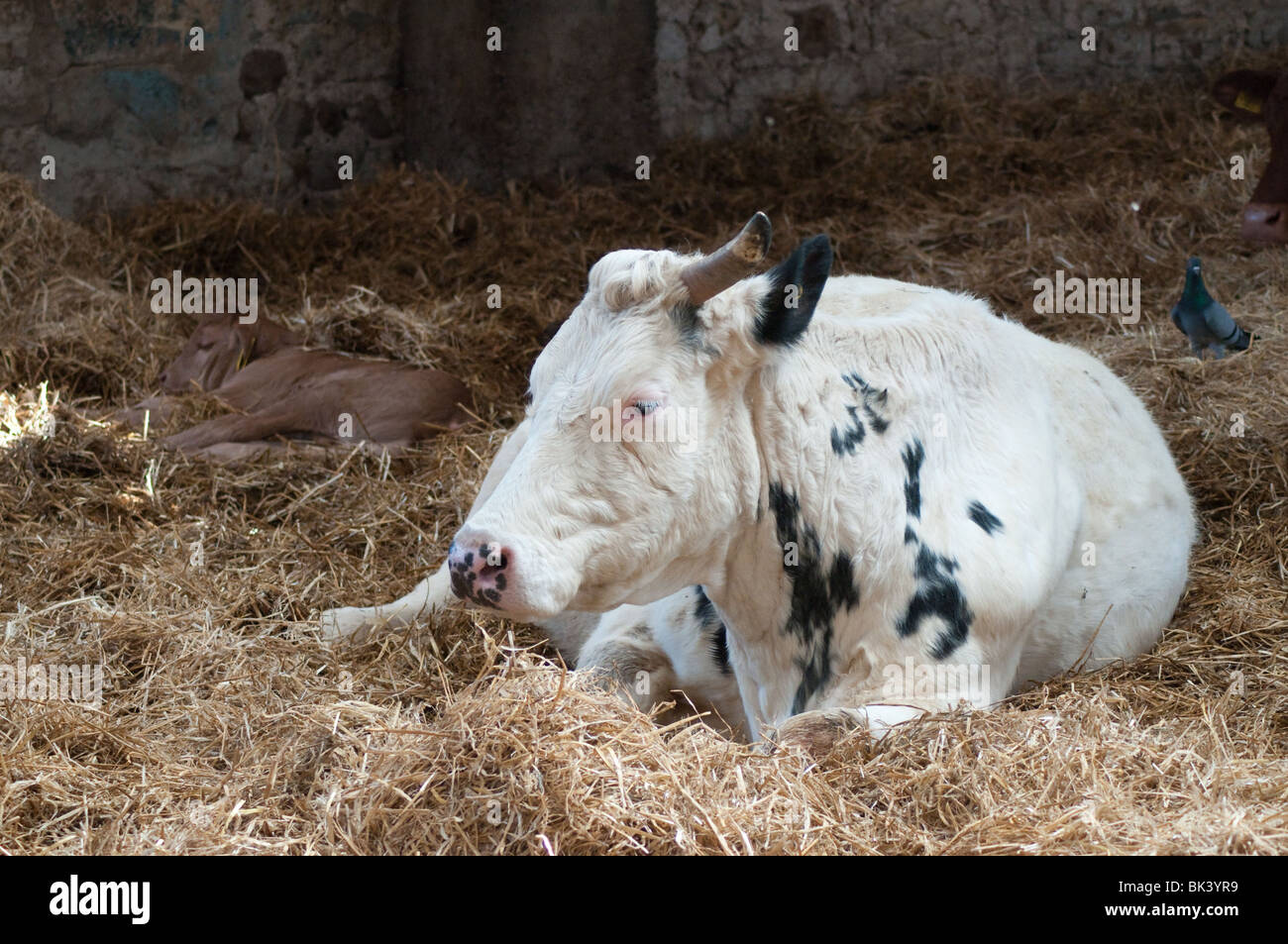 I vitelli e le mamme nel granaio di Markenfield Farm Foto Stock