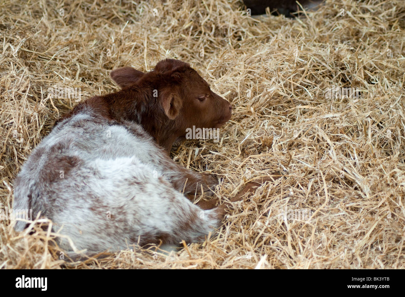 I vitelli e le mamme nel granaio di Markenfield Farm Foto Stock