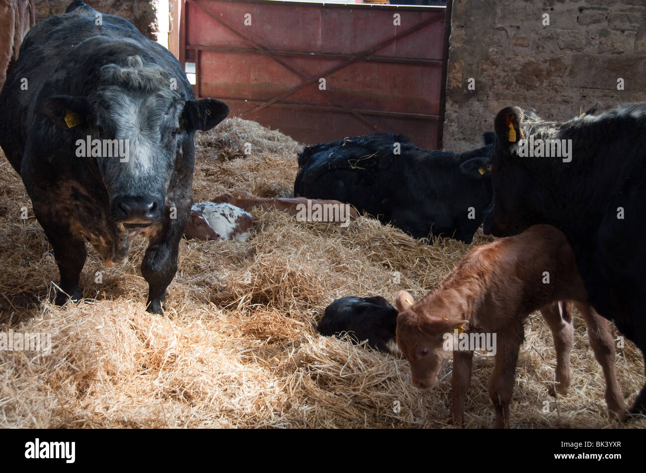 I vitelli e le mamme nel granaio di Markenfield Farm Foto Stock