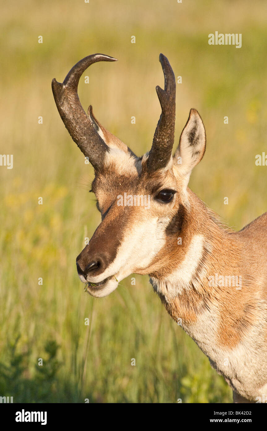 Pronghorn maschio, buck, Johnny, Antilocapra americana, parco nazionale della Grotta del Vento, il Dakota del Sud, STATI UNITI D'AMERICA Foto Stock