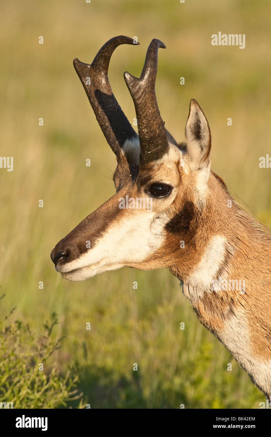 Pronghorn maschio, buck, Johnny, Antilocapra americana, parco nazionale della Grotta del Vento, il Dakota del Sud, STATI UNITI D'AMERICA Foto Stock