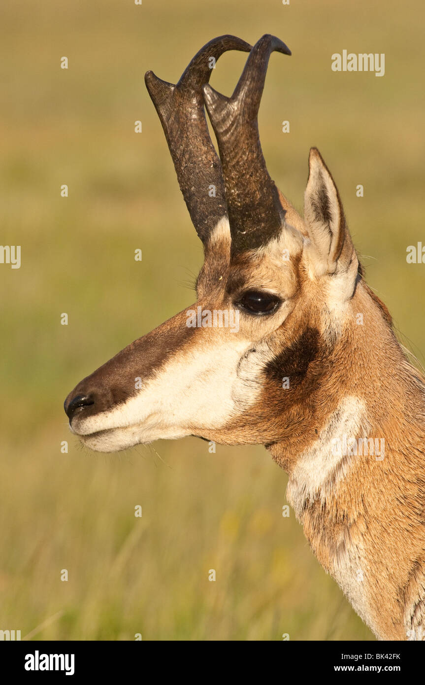 Pronghorn maschio, buck, Johnny, Antilocapra americana, parco nazionale della Grotta del Vento, il Dakota del Sud, STATI UNITI D'AMERICA Foto Stock