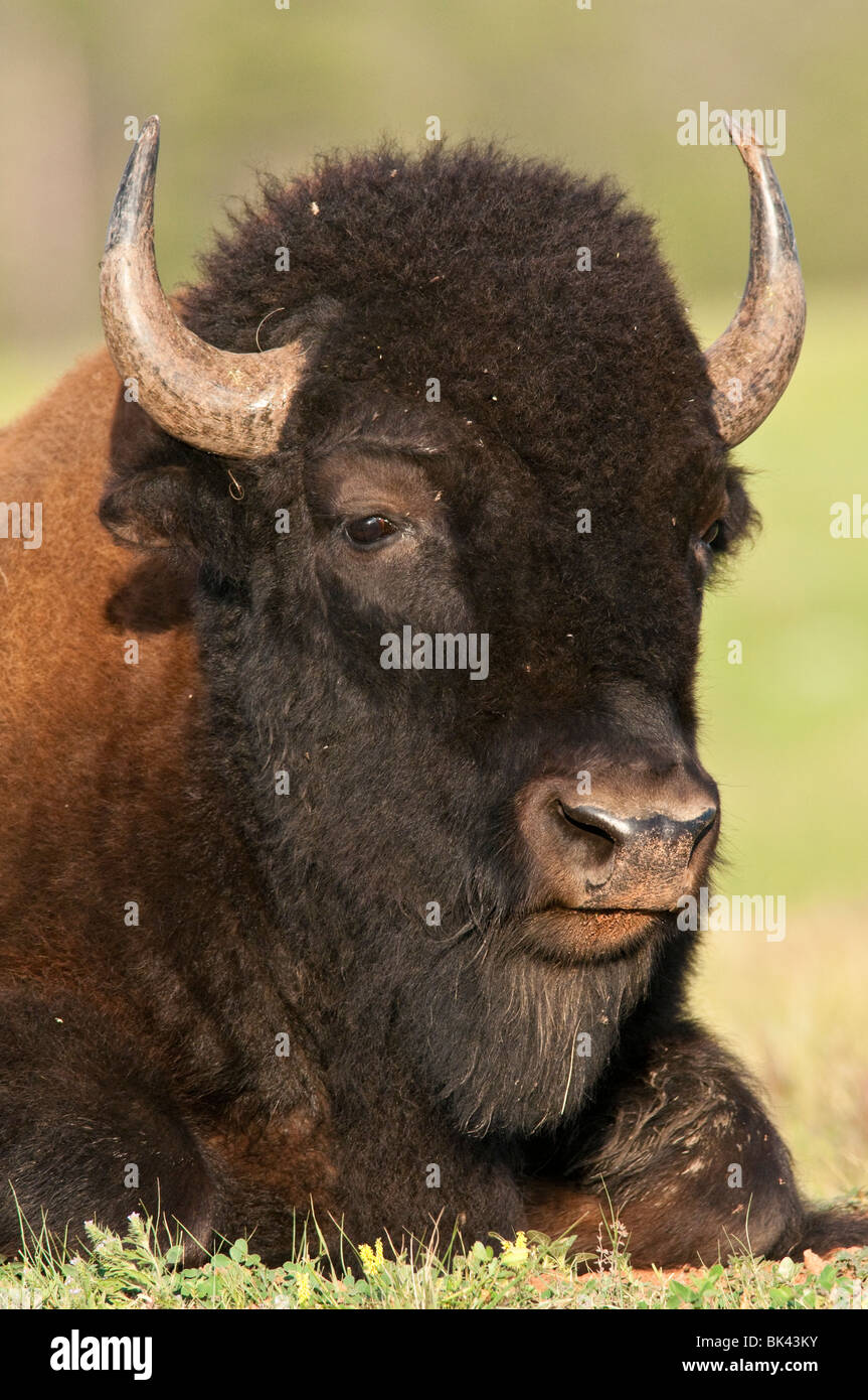 North American Plains, Bison bison bison bison, parco nazionale della Grotta del Vento, il Dakota del Sud, STATI UNITI D'AMERICA Foto Stock