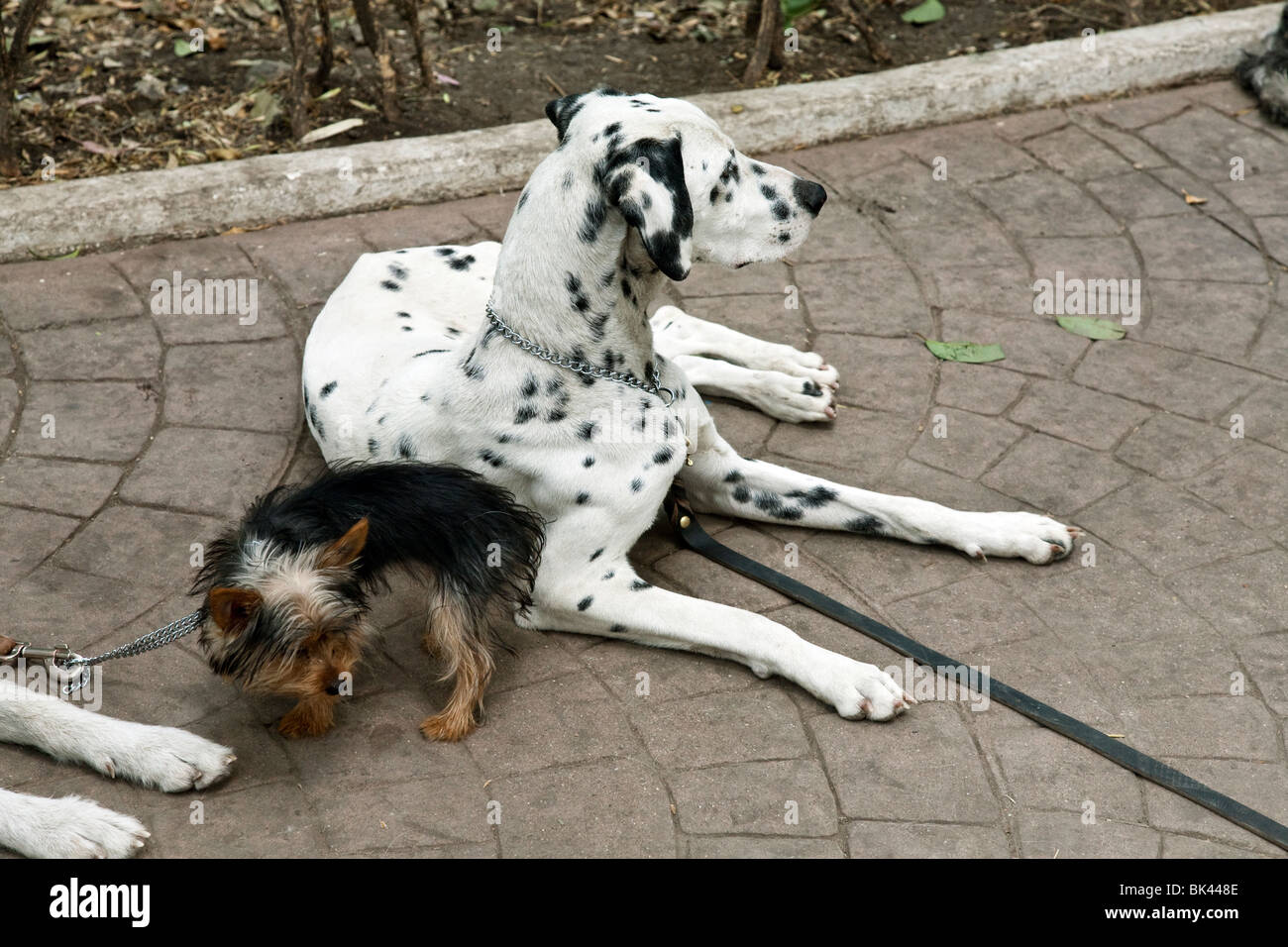 Grande cane dalmata ignora piccoli terrier cane mentre sdraiata su pietre per pavimentazione del Parque Mexico nel quartiere Condesa di Città del Messico Foto Stock