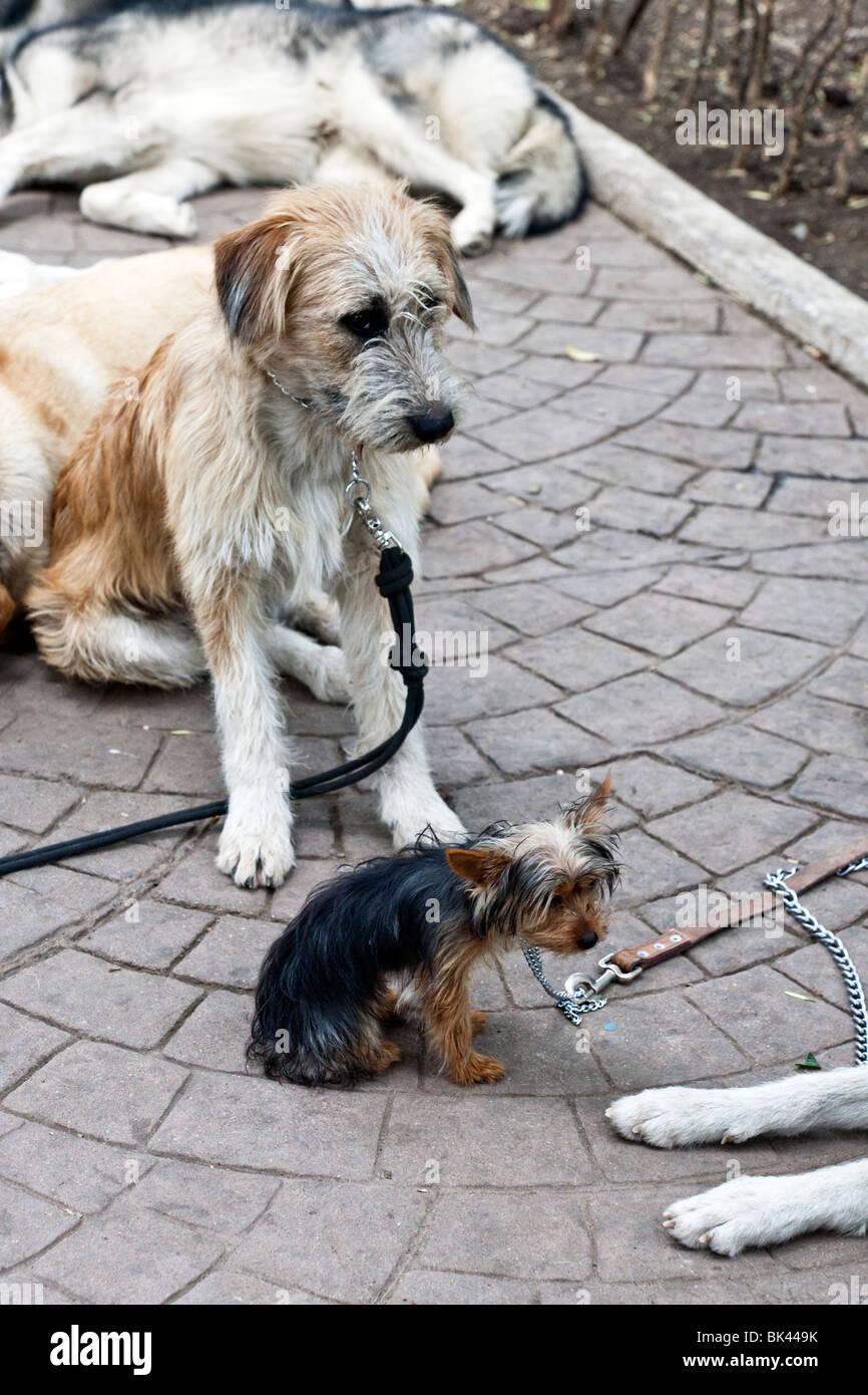 Big Dog con piccolo cane cane durante la siesta nel Parque Mexico quartiere Condesa Città Del Messico Foto Stock