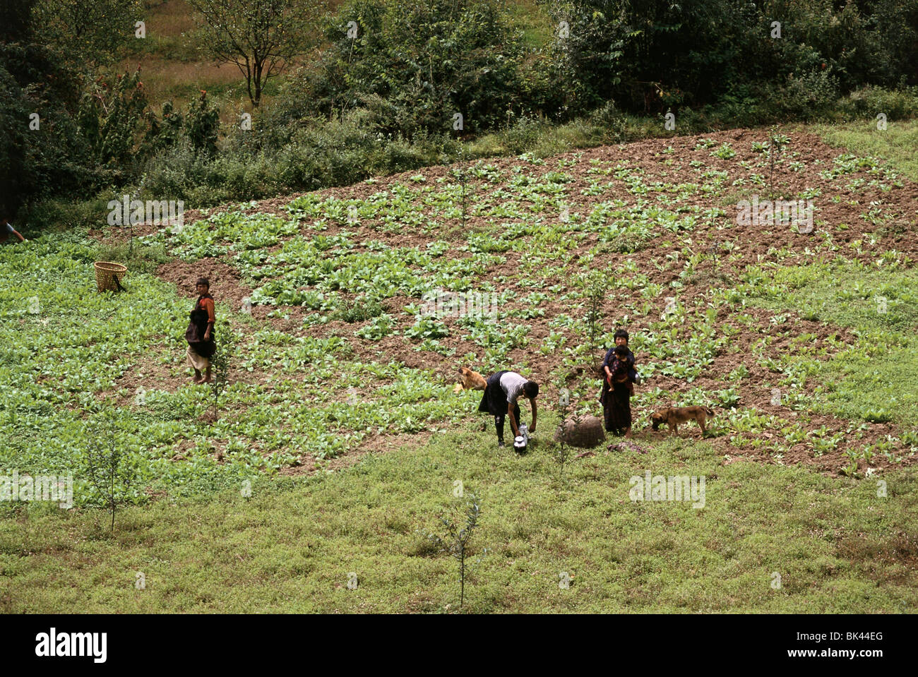 La gente in un orto, Regno del Bhutan Foto Stock