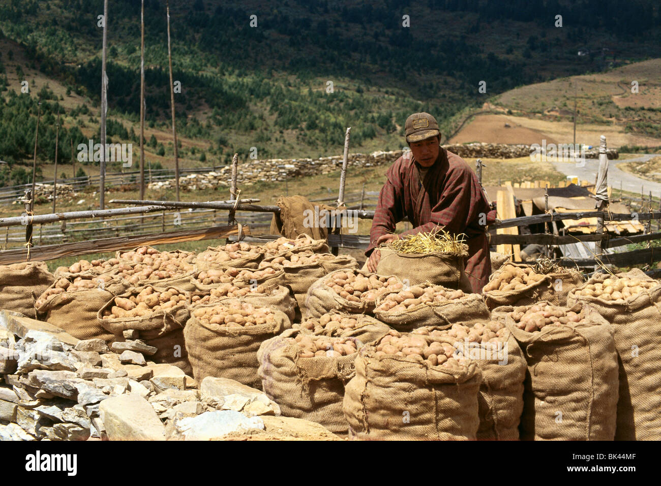 Lavoratore agricolo interessato e sacchi di patate, Regno del Bhutan Foto Stock