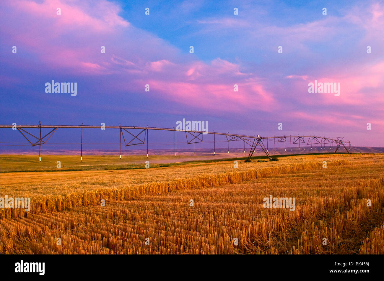 Perno impianti di irrigazione su un raccolto di recente campo di grano al tramonto in Eastern Washington Foto Stock