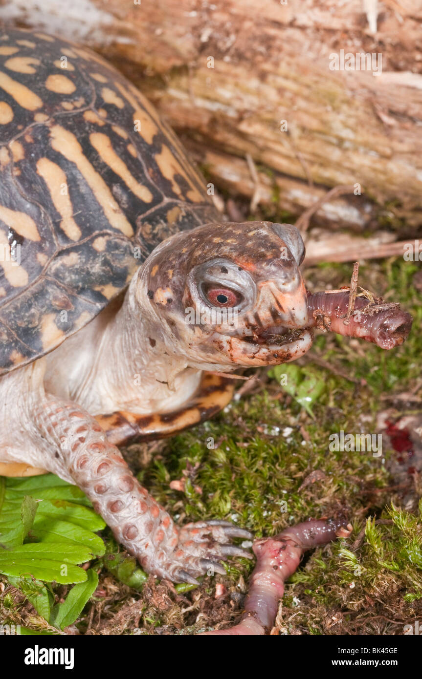 Scatola orientale tartaruga, Terrapene carolina carolina, nativo a est degli Stati Uniti, mangiando un comune lombrico Foto Stock