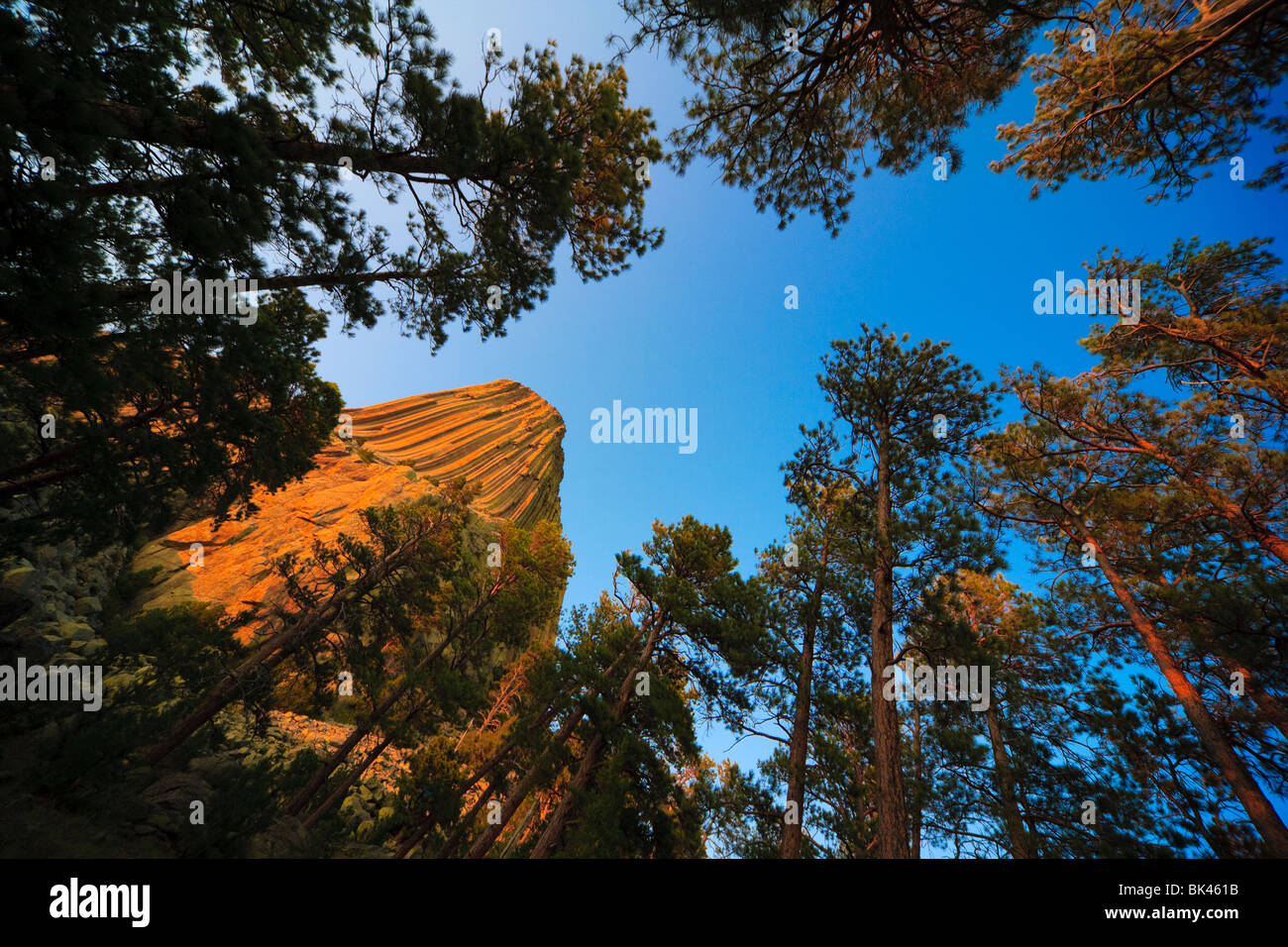 I diavoli, Devil's Tower monumento nazionale, Wyoming usa al tramonto. Una roccia vulcanica che è sacro in nativi Indiani Americani. Foto Stock