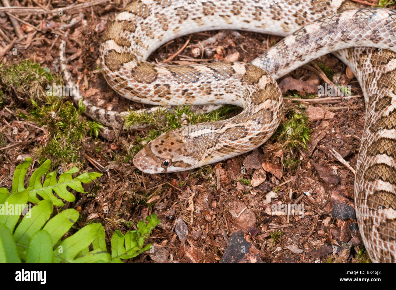 Kansas serpente lucido, Arizona elegans elegans, che si trova nella parte sud-ovest e centrale degli Stati Uniti e del Messico Foto Stock