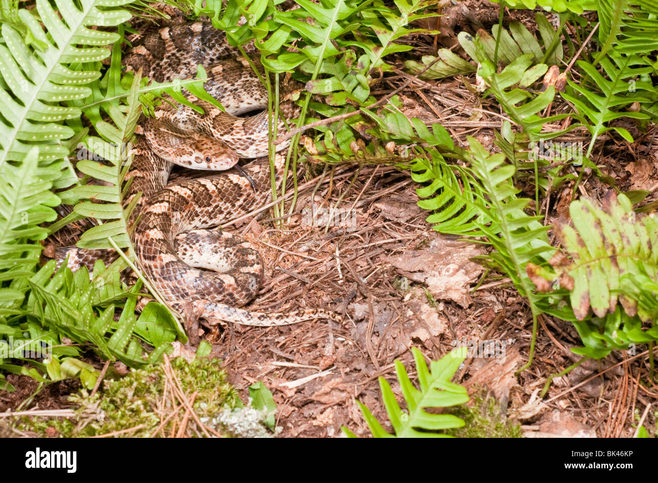 California serpente lucido, Arizona elegans occidentalis, nativo a sudovest degli Stati Uniti Foto Stock