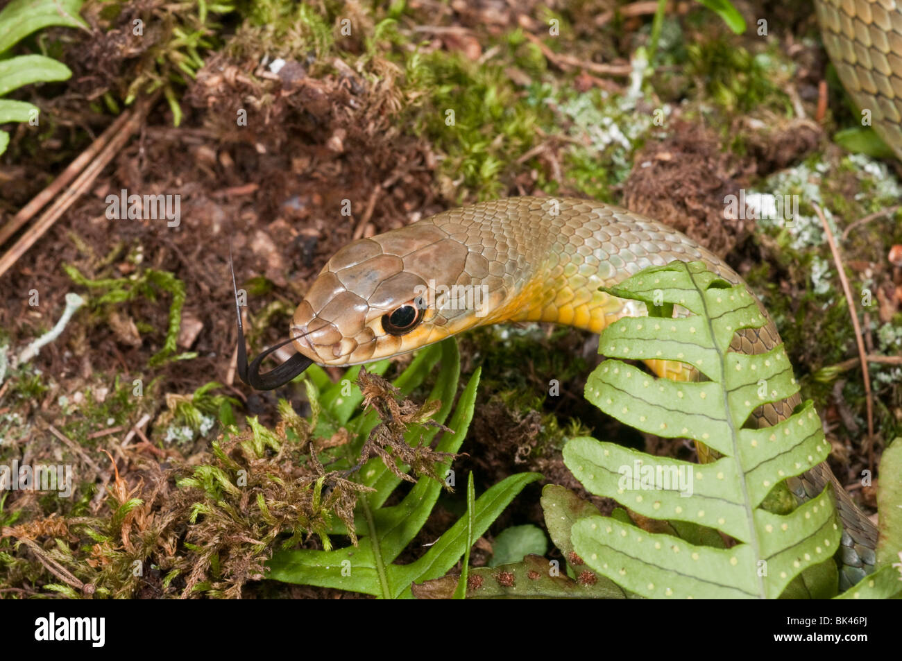 Western a becco giallo racer, Coluber constrictor mormone, nativo negli Stati Uniti e in Canada, Messico, Guatemala e Belize Foto Stock