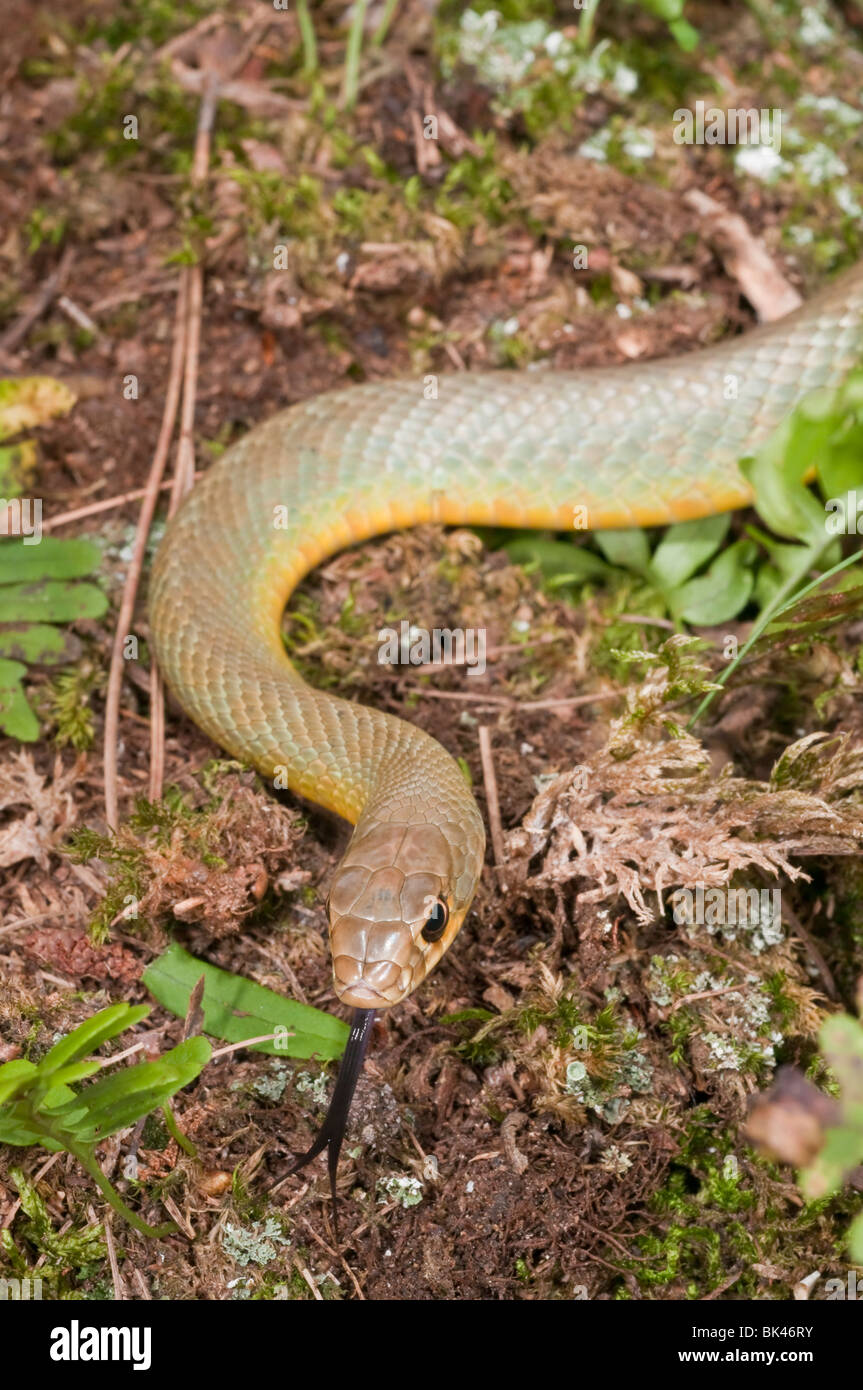 Western a becco giallo racer, Coluber constrictor mormone, nativo negli Stati Uniti e in Canada, Messico, Guatemala e Belize Foto Stock