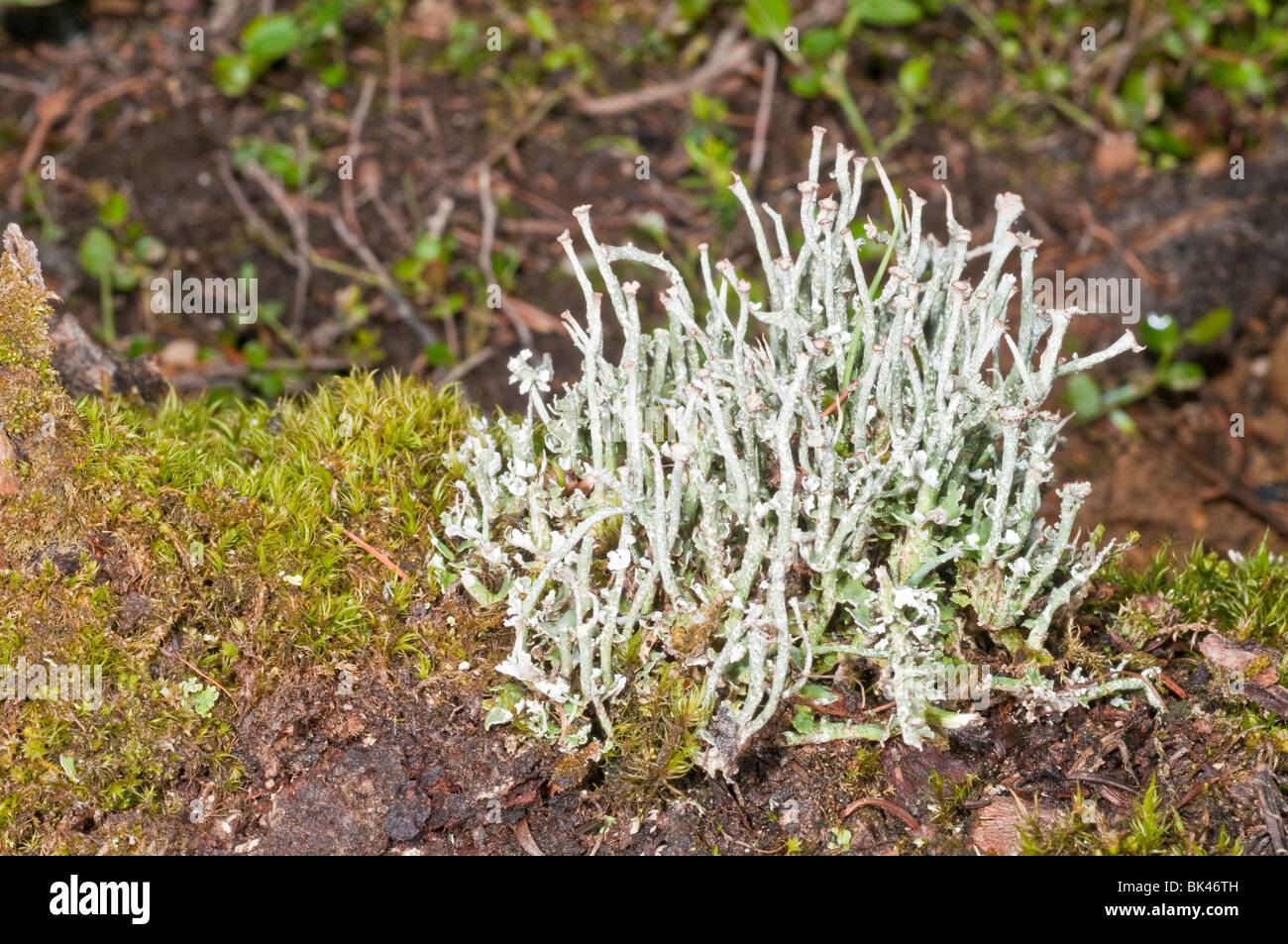 Cladonia ecmocyna, cup lichen, Chester Lago Trail, Peter Lougheed Parco Provinciale, Kananaskis, Alberta, Canada Foto Stock