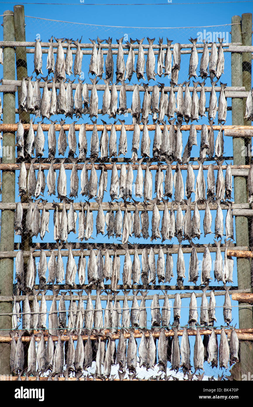 Essiccamento cod per produrre tradizionale stoccafisso all'aperto su un telaio rack in Svolvaer in Isole Lofoten in Norvegia Foto Stock