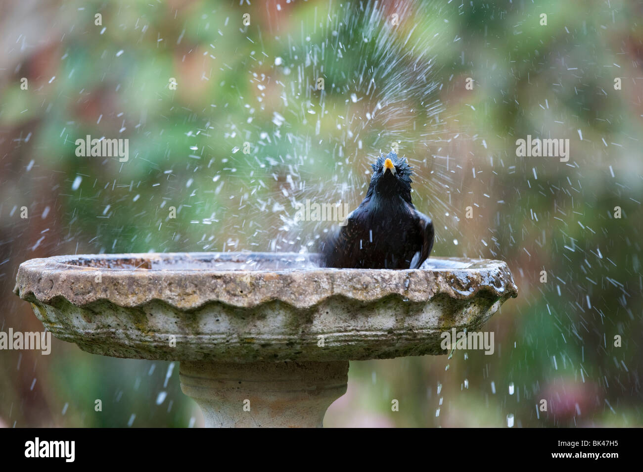 Lo Sturnus vulgaris. Starling lavaggio in una pietra bagno Uccelli nel giardino. Regno Unito Foto Stock