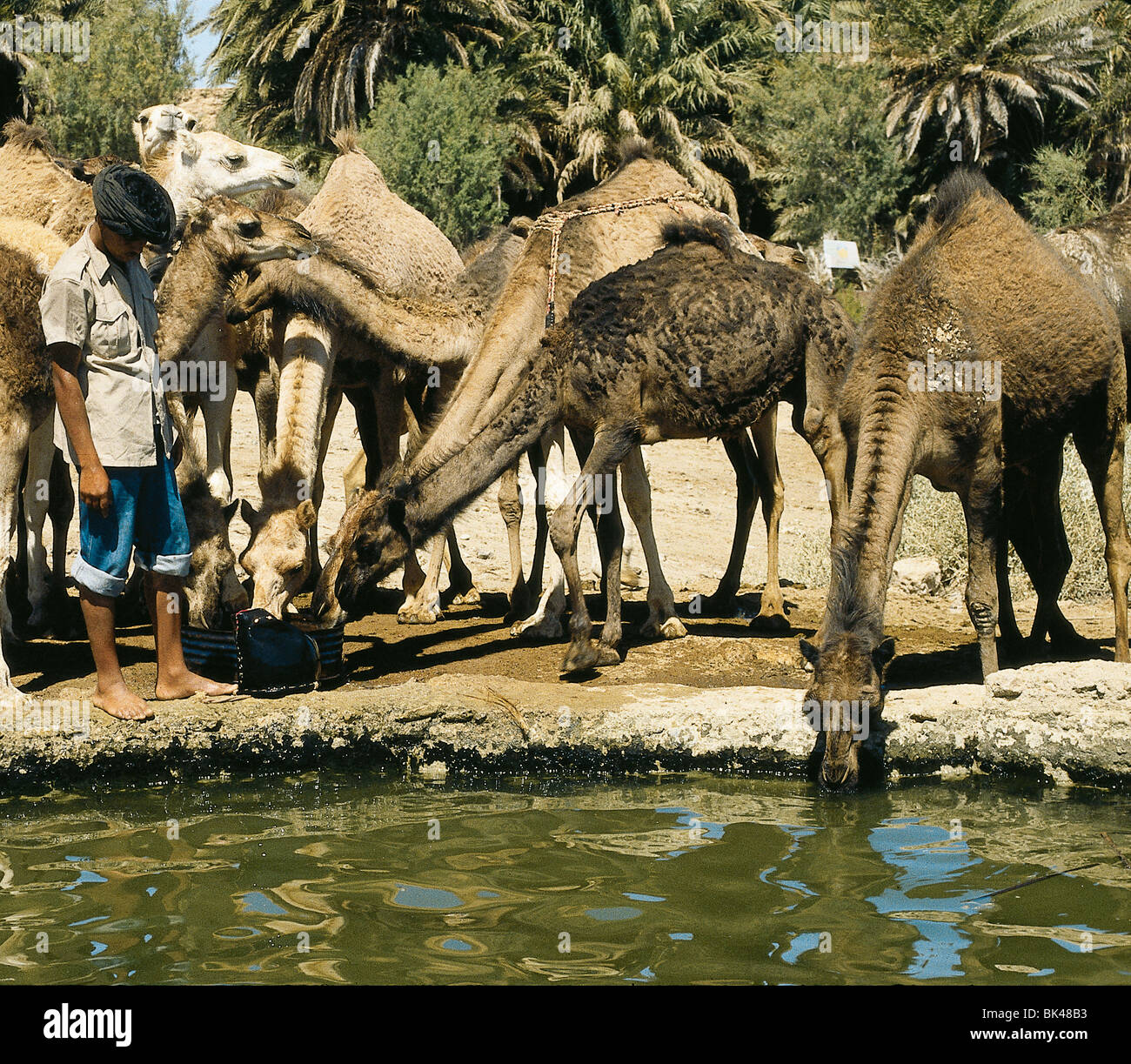 Cammelli acqua potabile presso La,il giovanissimo oasi, Marocco Foto Stock