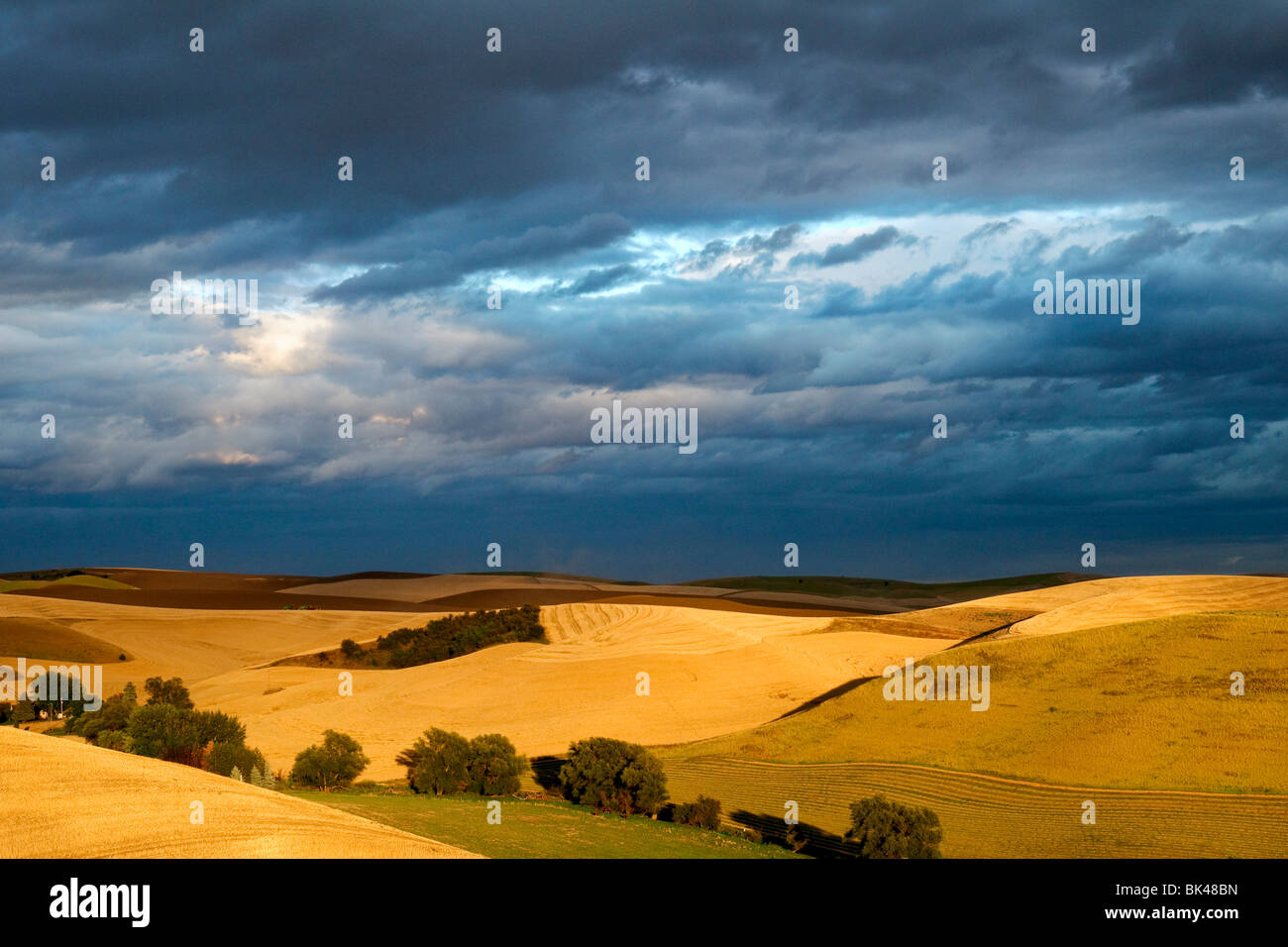 La luce del sole fa capolino tra le nuvole per illuminare il grano maturo campi nella regione di Palouse di Washington Foto Stock