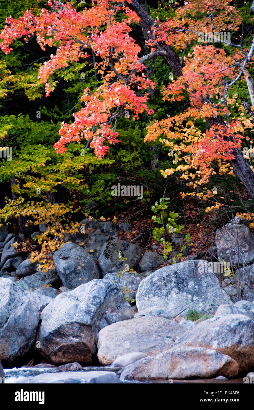 Fiume che scorre al fianco di Kancamagus Highway & Appalachian Trail panoramico con l'Autunno Autunno colori,colori, New Hampshire, STATI UNITI D'AMERICA Foto Stock