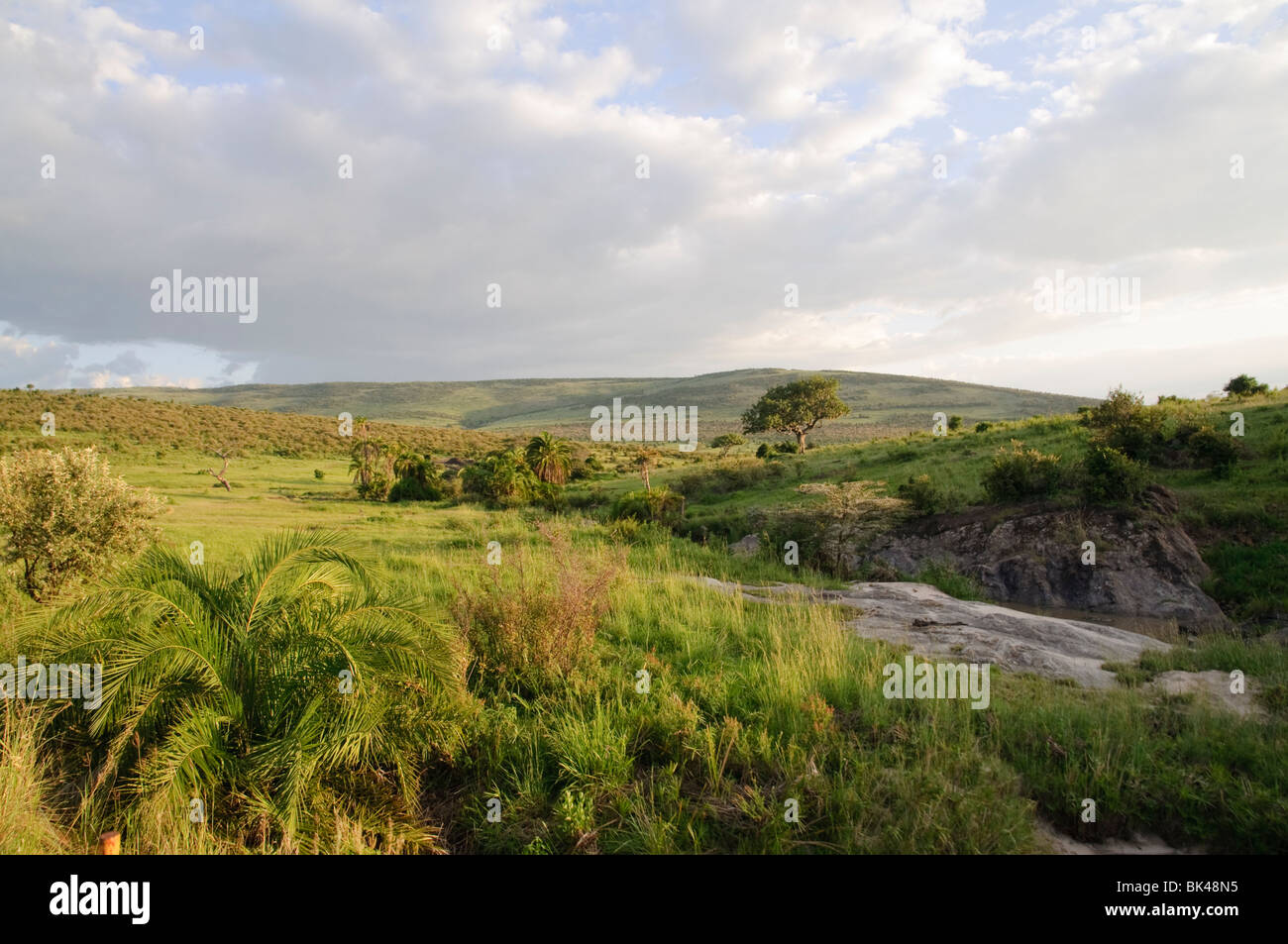 Riverbank vegetazione nella savana del Serengeti plain (Masai Mara) Foto Stock