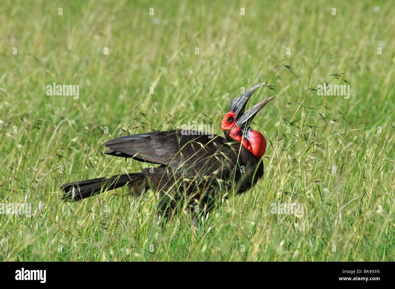 Massa meridionale-hornbill Bucorvus leadbeateri alimentando in erba Foto Stock