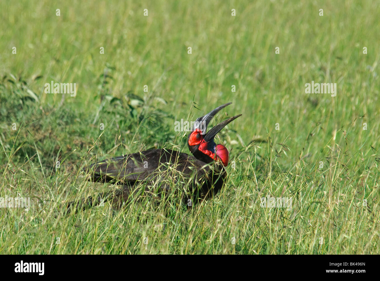 Massa meridionale-hornbill Bucorvus leadbeateri alimentando in erba Foto Stock