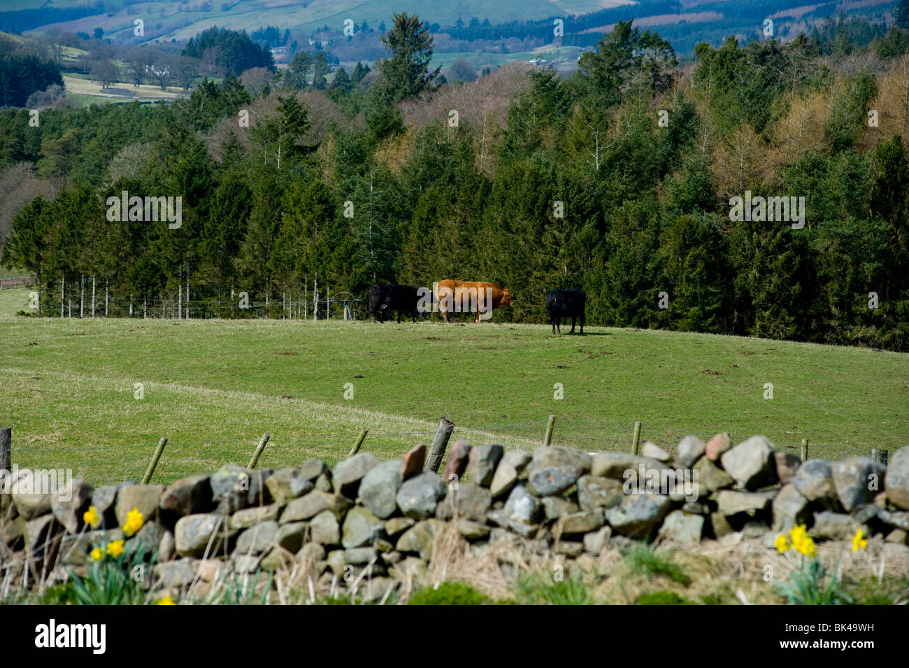 Le mucche in campagna Dumfriesshire Foto Stock