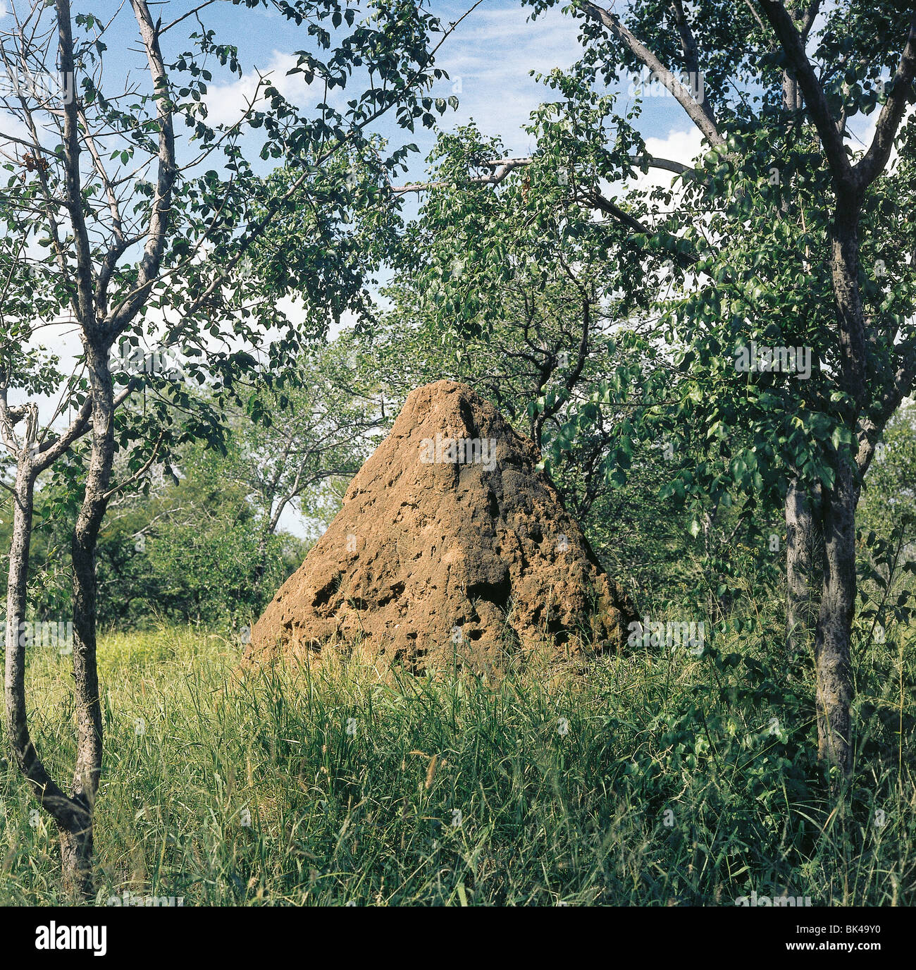Termite hill nel parco nazionale di Kruger, sud africa Foto Stock