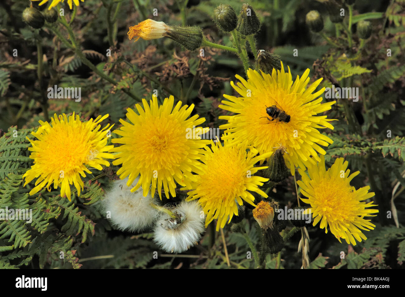 Perenne Sow-cardo, sonchus arvense Foto Stock