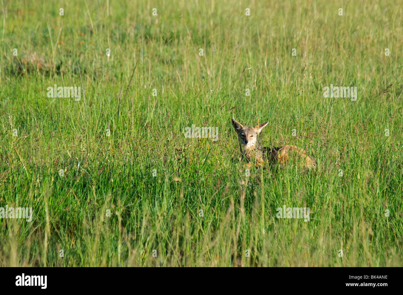 Giovane nero-backed Jackal Canis mesomelas giacente in erba Foto Stock